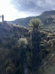 Espeletia hartwegiana