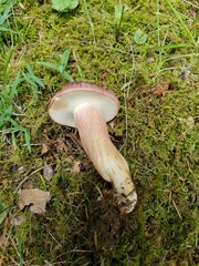 Tylopilus ferrugineus