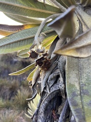 Espeletia hartwegiana