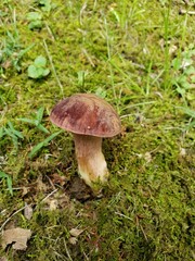 Tylopilus ferrugineus
