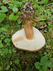 Tylopilus ferrugineus