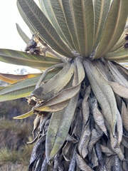 Espeletia hartwegiana