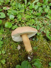 Tylopilus ferrugineus