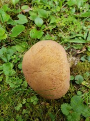 Tylopilus ferrugineus