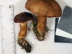 Tylopilus ferrugineus