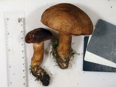 Tylopilus ferrugineus