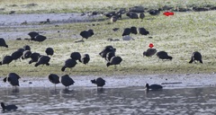 Mareca strepera strepera