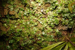 Marchantia globosa