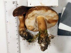 Tylopilus ferrugineus