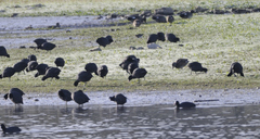 Fulica atra atra