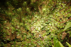 Marchantia globosa