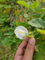 Clitoria ternatea albiflora