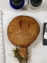 Tylopilus ferrugineus