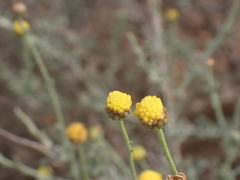 Pentzia incana