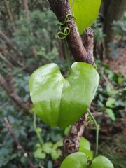 Smilax aspera