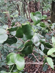 Smilax aspera