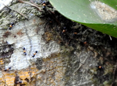 Crematogaster inflata