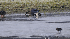 Anas platyrhynchos platyrhynchos