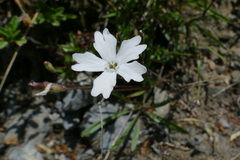 Heliosperma alpestre