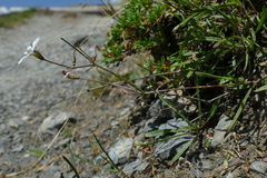 Heliosperma alpestre