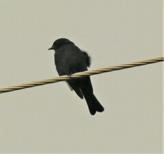 Melaenornis pammelaina