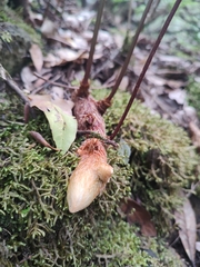 Davallia canariensis