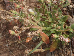 Mesembryanthemum aitonis