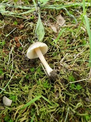 Inocybe velicopia