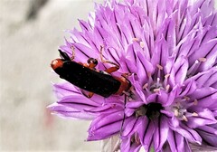 Cantharis flavilabris