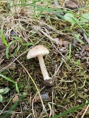Inocybe velicopia