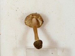 Inocybe velicopia