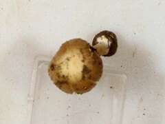 Inocybe velicopia