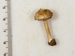 Inocybe velicopia