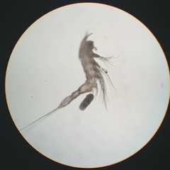 Pholetiscus orientalis