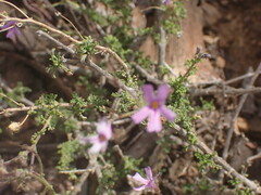 Jamesbrittenia foliolosa