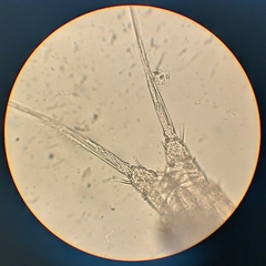 Pholetiscus orientalis