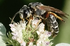 Halictus parallelus
