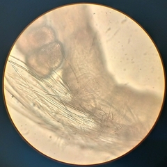 Pholetiscus orientalis