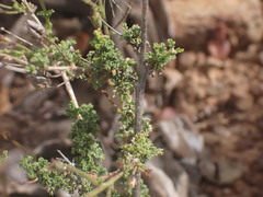 Jamesbrittenia foliolosa