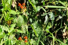 Pseudogynoxys benthamii