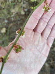 Vaccinium elliottii