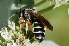 Halictus parallelus