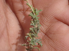 Jamesbrittenia foliolosa