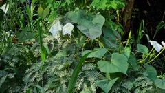 Ipomoea alba