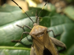 Pachylis laticornis