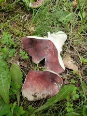 Russula vinacea
