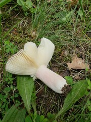 Russula vinacea