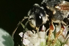 Halictus parallelus