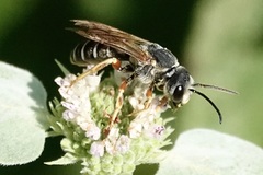 Halictus parallelus