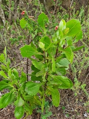 Indigofera stricta